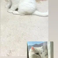 گربه گم شده