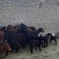 میش بره|حیوانات مزرعه|بروجرد, |دیوار