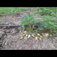 نهال توت فرنگی سابرینا 20/000/000 تومان|خدمات باغبانی و درختکاری|دلند, |دیوار