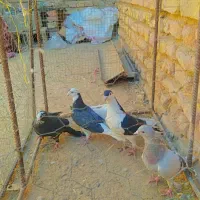 کبوتر نر وماده|پرنده|خاش, |دیوار