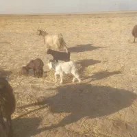 سلام بز جوان فروشی