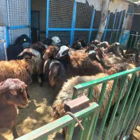 گوسفند زنده