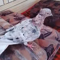 دارخوین شادگان