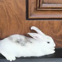 خرگوش