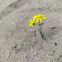 زمین دشت علاقه بند