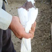 کفتر طوقی|پرنده|آران و بیدگل, |دیوار