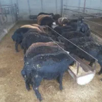 بره و بزغاله باخوراک خوب