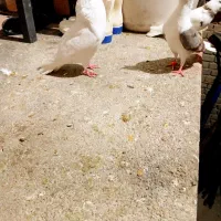 سه عدد کفتر نرم|پرنده|بروجرد, |دیوار