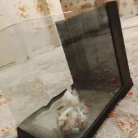 آکواریوم شیشه خم|ماهی|پاکدشت, پاکدشت (مامازند)|دیوار