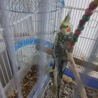 جوجه عروس هلندی نر ۶ ماهه|پرنده|ابریشم, |دیوار