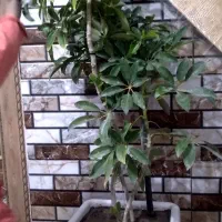 گل پنج انگشتی