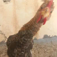 یک عدد نیمچه خروس درجه ۱