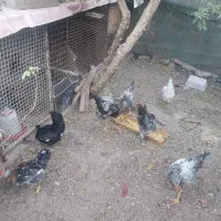 مرغ لاری وگلین|حیوانات مزرعه|پاکدشت, پاکدشت (مامازند)|دیوار