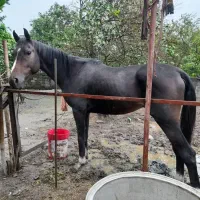 اسب عرب شناسنامه دار|اسب و تجهیزات اسبسواری|تنکابن, |دیوار