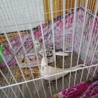 طوطی عروس|پرنده|بندر ماهشهر, |دیوار