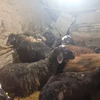 فروش شیشک قزل افشار