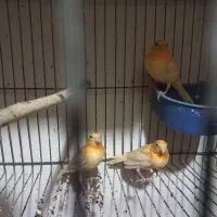 قناری سرخ|پرنده|مبارکه, |دیوار