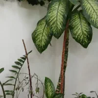 دیفن باخیا غولپیکر|گل و گیاه طبیعی|سراب, |دیوار