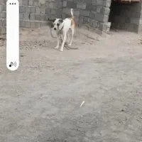 سگ نر