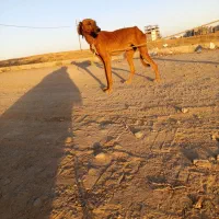 سگ تازی ماده شکاری