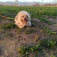 واگذاری شیتزو باهوش ومهربون