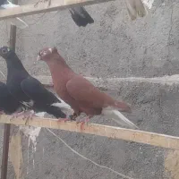 کفتر سرخ دم سفید