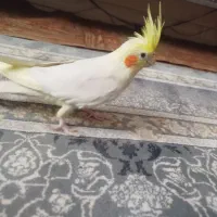 معاوضه عروس هلندی