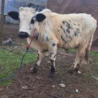 ورزا کوله آث سر شاخ دار