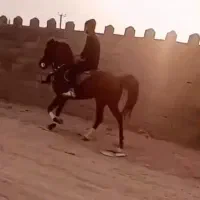 اسب مادیان  نریان