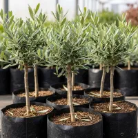 نهال زیتون درجه یک  ارسال فوری و تخفیف ویژه