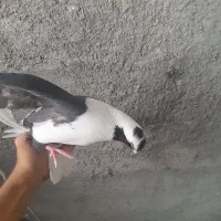 فروش ۱۵۰ تا کبوتر (باهم یا تک)|پرنده|کازرون, |دیوار