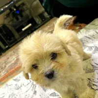 سگ پاکوتاه 2 ماهه