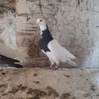 کبوتر طوقی|پرنده|فاضل آباد, |دیوار