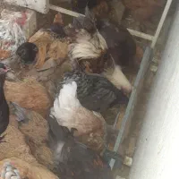 مرغو خروس برهما