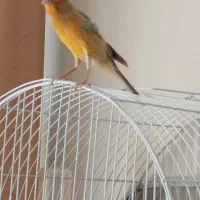 قناری نر|پرنده|اصفهان, گرکان|دیوار