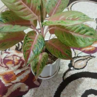 اگلونما کمیاب کلکسیونی سوپر صورتی|گل و گیاه طبیعی|تهران, افسریه شمالی|دیوار