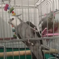 نرماده مولد