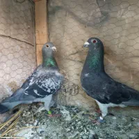 خرید و فروش پرنده
