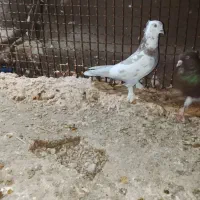 کبوتر تهرانی