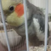 عروس هلندی نر سخنگو