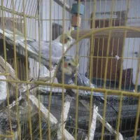 عروس هلندی مولد|پرنده|گرگان, |دیوار