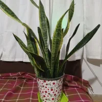 گلهای آپارتمانی و کاکتوس|گل و گیاه طبیعی|تالش, طولارود|دیوار