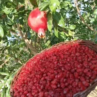 زرشک پفکی لوکس مستقیم از کشاورز خرید کنین|خوردنی و آشامیدنی|تهران, آبشار تهران (دریاچه)|دیوار
