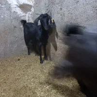 بزدورگ|حیوانات مزرعه|بیرجند, |دیوار