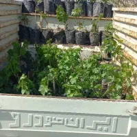 نهال انگور بیدانه