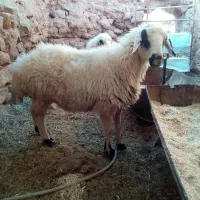 دوتا میش جوان بر ه رسون|حیوانات مزرعه|جلگه ماژان, |دیوار