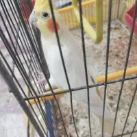 عروس هلندی ماده