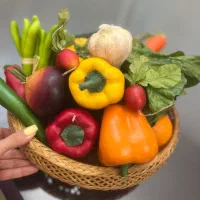 ست سبزیجات و صیفی‌جات دکوری پلاستیکی بسیار طبیعی