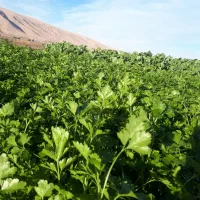 سبزی خورشتی