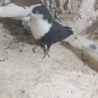 کبوتر شهرستانی